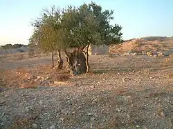 Vieil olivier isolé au milieu d’un terrain.