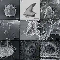 Olla v-nigrum , cuarto estadio larval