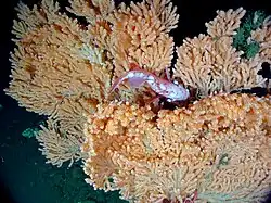 Primnoa pacifica. Washington