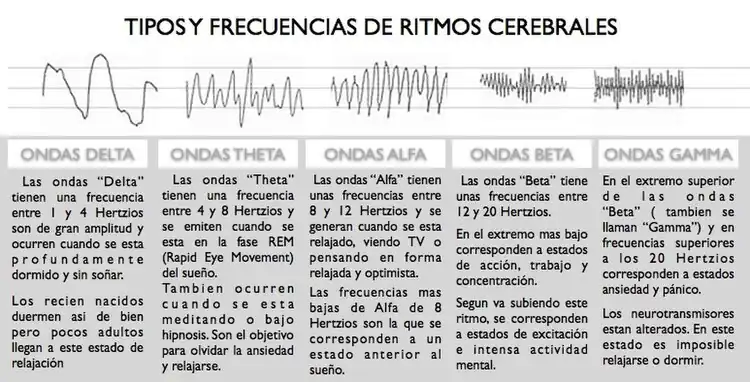 Morfología de ondas cerebrales, desde el sueño (a la izquierda) hasta la vigilia (a la derecha).