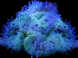 Lobophyllia con pólipos extendidos bajo luz actínica