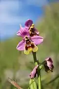 Ophrys tenthredinifera Las Salas (León)