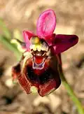 Ophrys tenthredinifera Mallorca