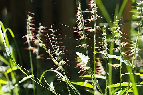 Oplismenus undulatifolius con flores blancas. Kobe, Japón.