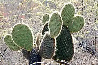 Opuntia insularis una de las especies endémicas de Galápagos