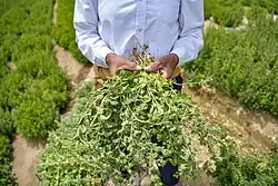 Agricultor de la provincia de Tarata sostiene plantas de orégano de Tacna