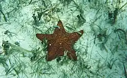 Oreaster reticulatus Bahamas.