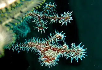 Pareja de S. paradoxus