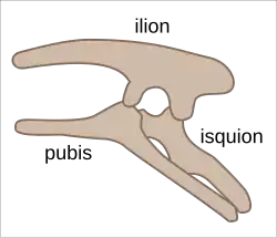 Estructura pélvica en Ornithischia (lateral izquierdo).