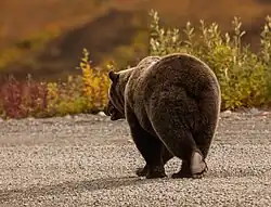 Oso gris (Ursus arctos horribilis).
