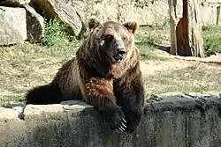 Oso Pardo