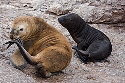 Lobos marinos en la Patagonia.
