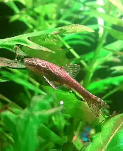 Fotografía de Otothyropsis piribebuy