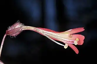 Close up of corolla, side view, dissected to show stamens and style