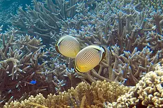 Pareja de C. lunulatus alimentándose en, posiblemente, Acropora horrida