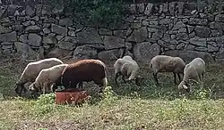 Ovejas pastando en Alpedrete