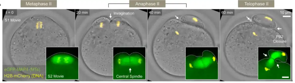 Ovocito durante la Meiosis II. Asimetría del huso mitótico.