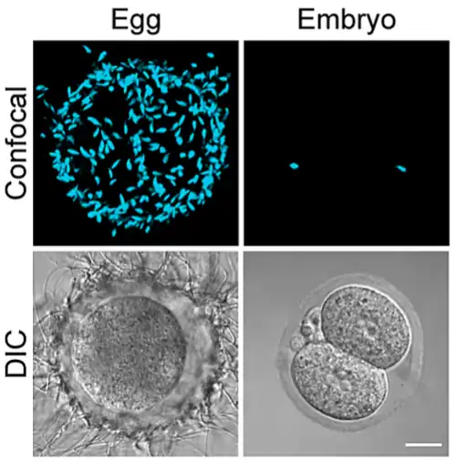 Óvulo y espermatozoides.