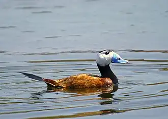 Pato de cabeza blanca