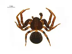 Ozyptila conspurcata