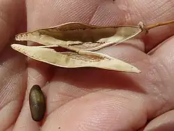 Legumbre y semilla de Parkinsonia aculeata