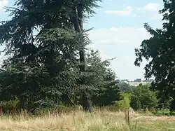 Vista del "château de Versailles" desde el arboreto