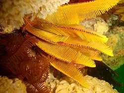 T. carinata en Percy's Hole, Sudáfrica