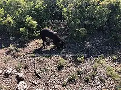Perro trufero en búsqueda de trufa silvestre