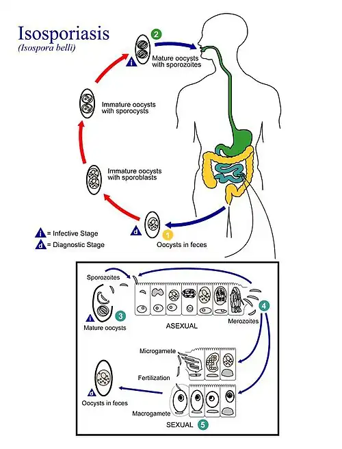 Ciclo de vida de Cystoisospora belli (Eimeriidae)