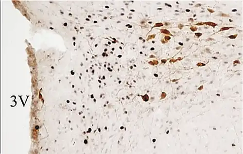 Neuronas Magnocelulares a la derecha en marrón dentro del núcleo ParaVentricular. 3V= tercer ventrículo.