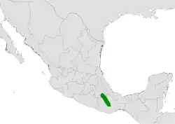 Cephalocereus fulviceps