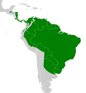 Distribución geográfica del anambé aliblanco.