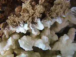 Colonia afectada parcialmente por blanqueo de coral en isla Lizard, Australia