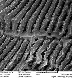 Septo-costae de coralito, vistos con microscopio digital a 137 aumentos