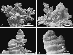 P. rugosa: a) Vista lateral de colonia. b) Vista mostrando frondes muy irregulares y carinae. c) Detalle de los frondes. d) La flecha blanca señala la columnela