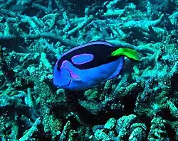 P. hepatus en isla Baker, EE.UU.