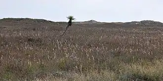 Litoral Nacional de Isla Padre, condado de Kleberg, Texas, EE. UU. (26 de noviembre de 2011).