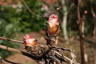 Paeonia suffruticosa,spring buds