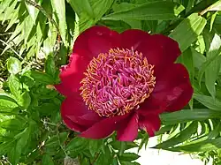 Paeonia 'Walter Mains',Japanese flowered