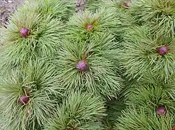 Paeonia tenuifolia,leaves and flower buds