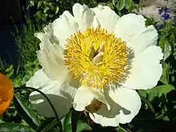 Paeonia ×arendsii 'Claire de Lune',single flowered
