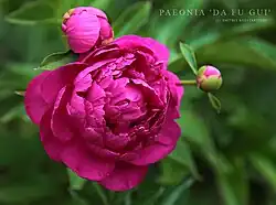 Paeonia lactiflora 'Da Fu Gui',double flowered