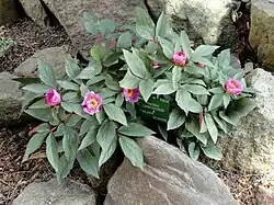 Paeonia cambessedesii