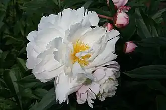 Paeonia lactiflora 'James Kelway',semi-double flowered