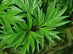 Paeonia veitchii,leaf