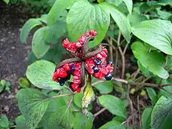 Paeonia wittmanniana,ripe follicles with seeds
