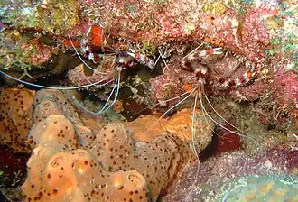 Pareja de S. hispidus en Barbados.