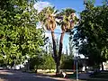 Palmera de dos brazos en San Juan (Argentina).