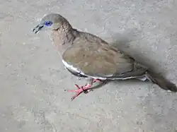 Zenaida auriculata. Tórtola.