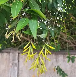 Palqui (Cestrum parqui) dentro de las dependencias de FaCiQyF.
